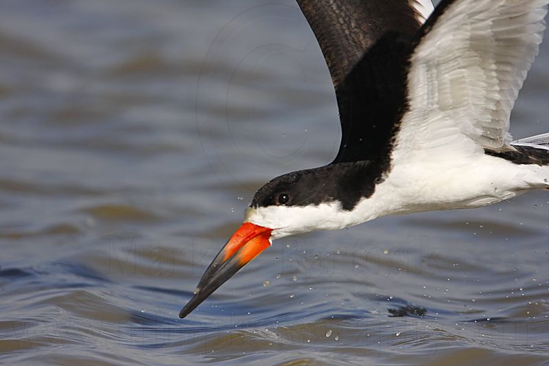 _MG_5923 Black Skimmer 800.jpg