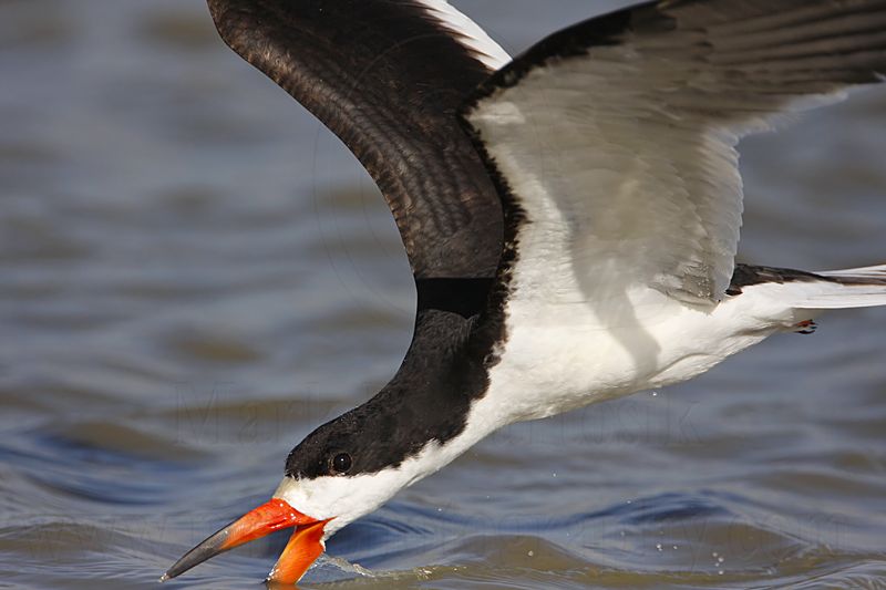 _MG_5927 Black Skimmer.jpg