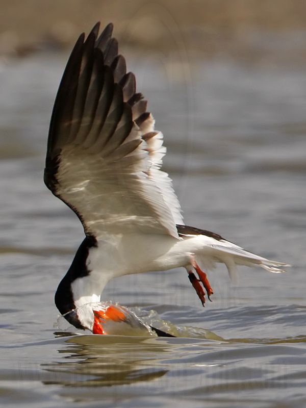 _MG_6190 Black Skimmer.jpg