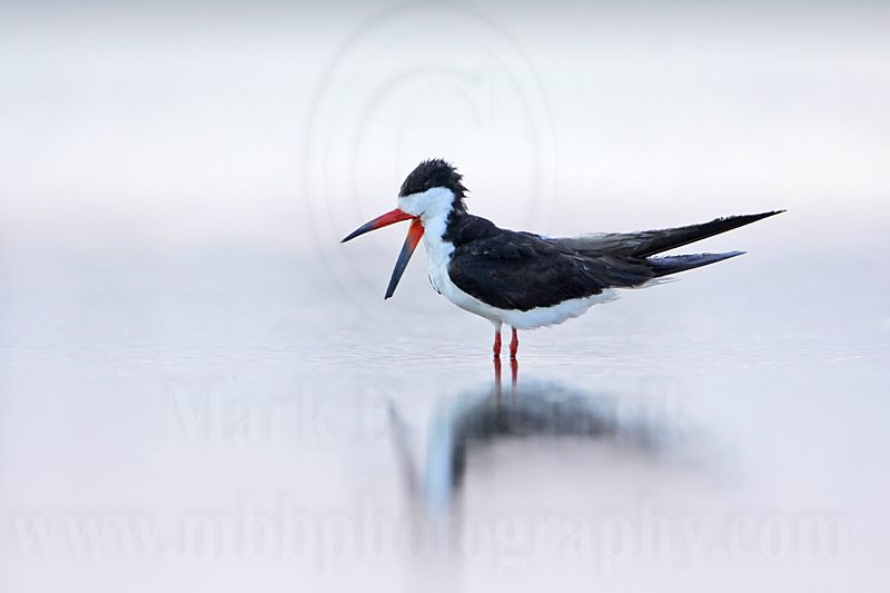 _MG_5610 Black Skimmer.jpg