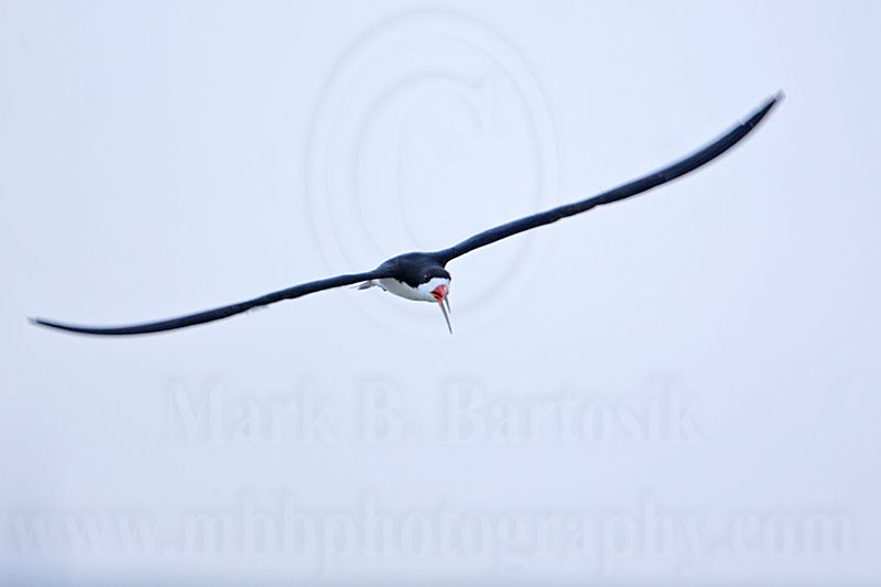 _MG_5647 Black Skimmer.jpg