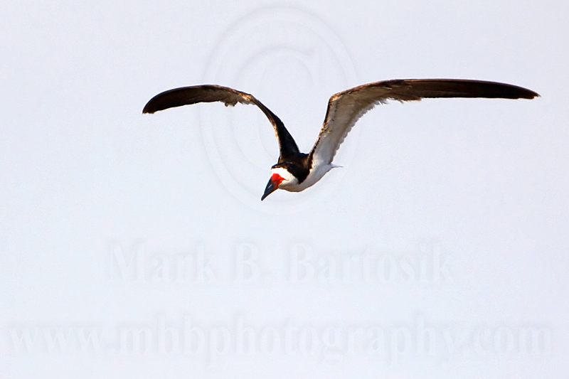 _MG_6116 Black Skimmer.jpg