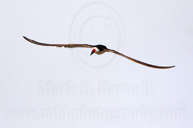 _MG_6117 Black Skimmer.jpg