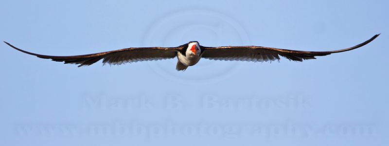 _MG_6126 Black Skimmer.jpg