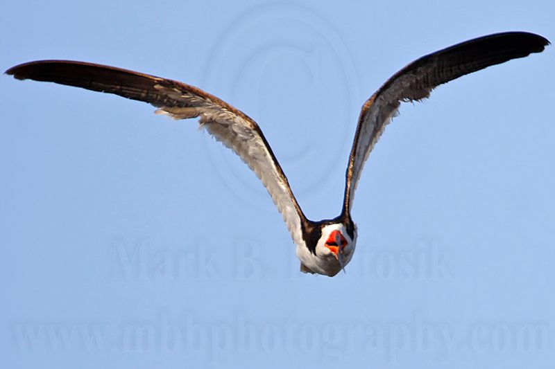 _MG_6127 Black Skimmer.jpg