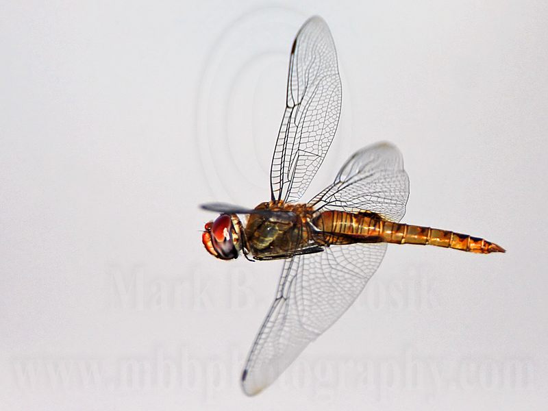 _MG_6663 800.jpg