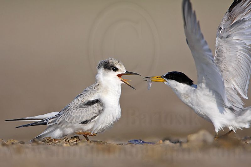_MG_6017 Least Tern.jpg