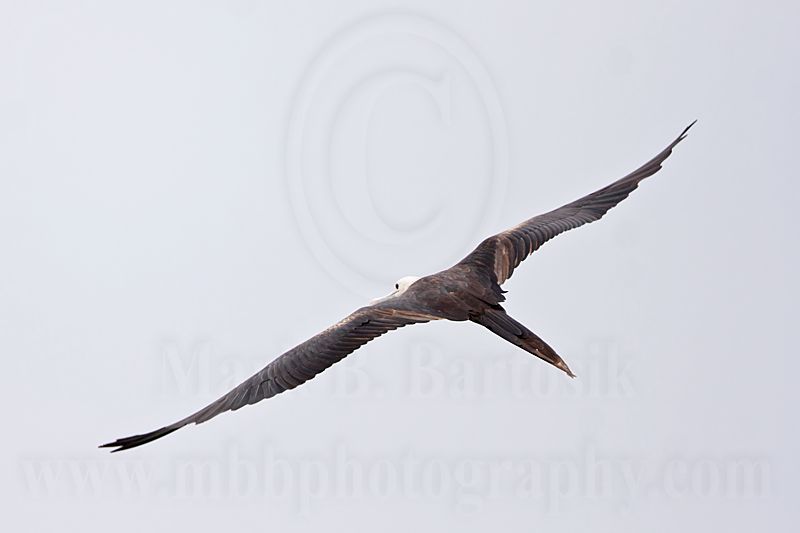 _MG_0293 Magnificent Frigatebird.jpg