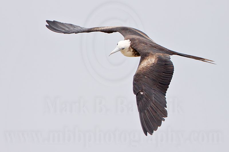 _MG_0303 Magnificent Frigatebird.jpg