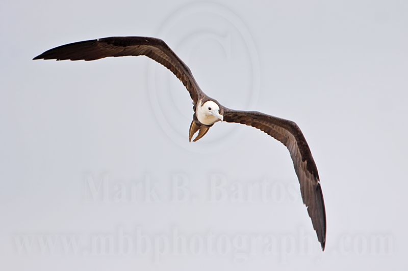 _MG_0309 Magnificent Frigatebird.jpg