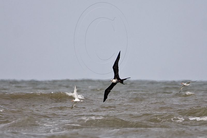 _MG_4968 Magnificent Frigatebird.jpg