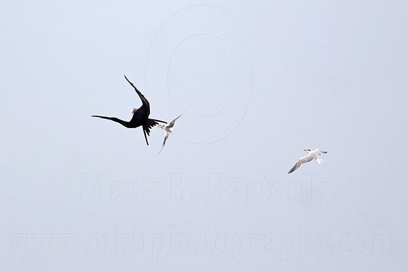_MG_4974 Magnificent Frigatebird.jpg