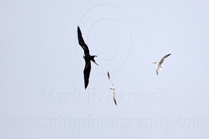 _MG_4976 Magnificent Frigatebird.jpg