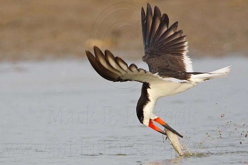 _MG_1257 Black Skimmer.jpg