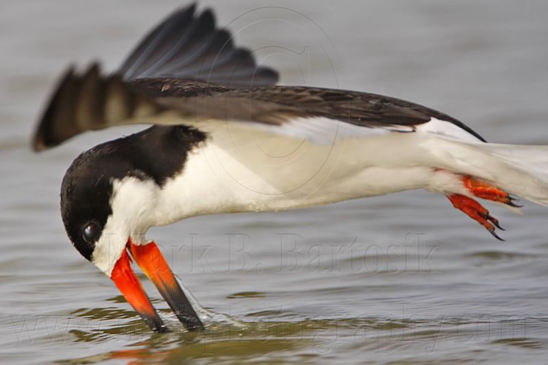 _MG_2282 Black Skimmer.jpg
