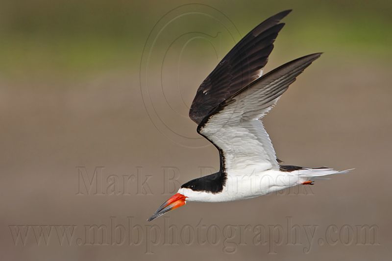 _MG_2706 Black Skimmer.jpg