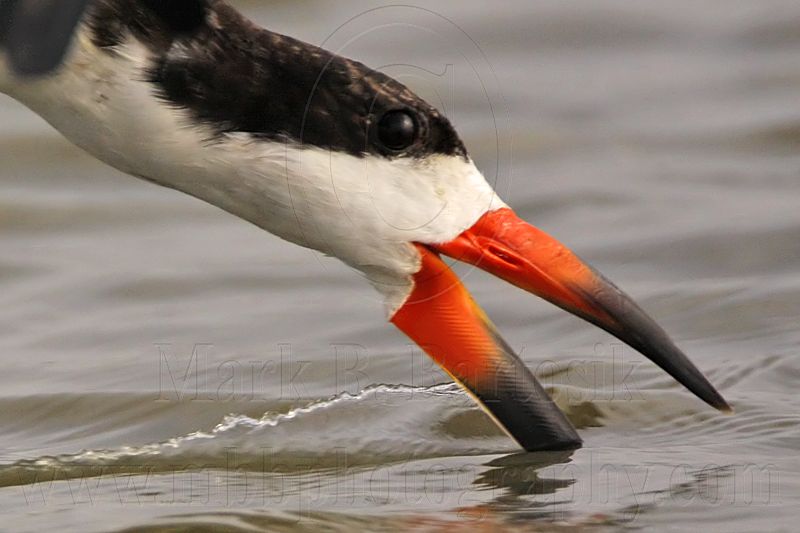 _MG_3098crop Black Skimmer.jpg