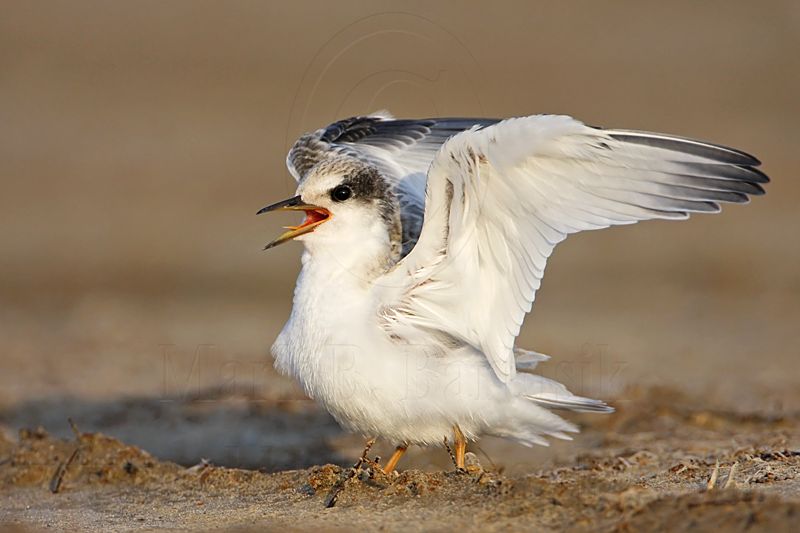 _MG_4772 Least Tern.jpg