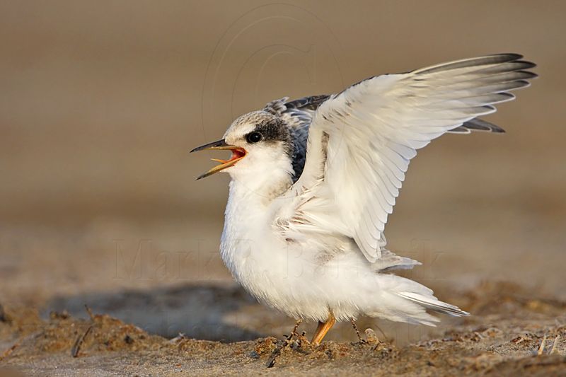 _MG_4773 Least Tern.jpg
