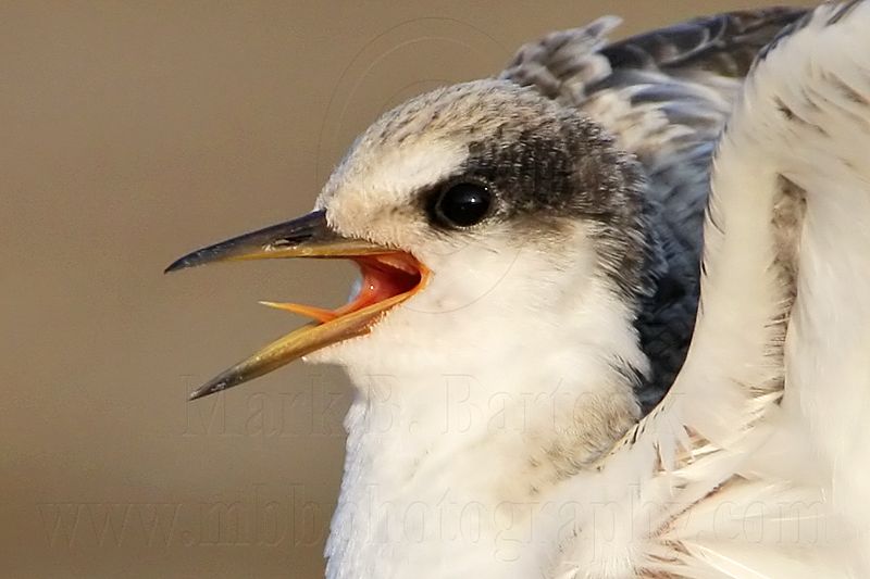 _MG_4773crop Least Tern.jpg
