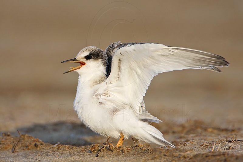 _MG_4775 Least Tern.jpg