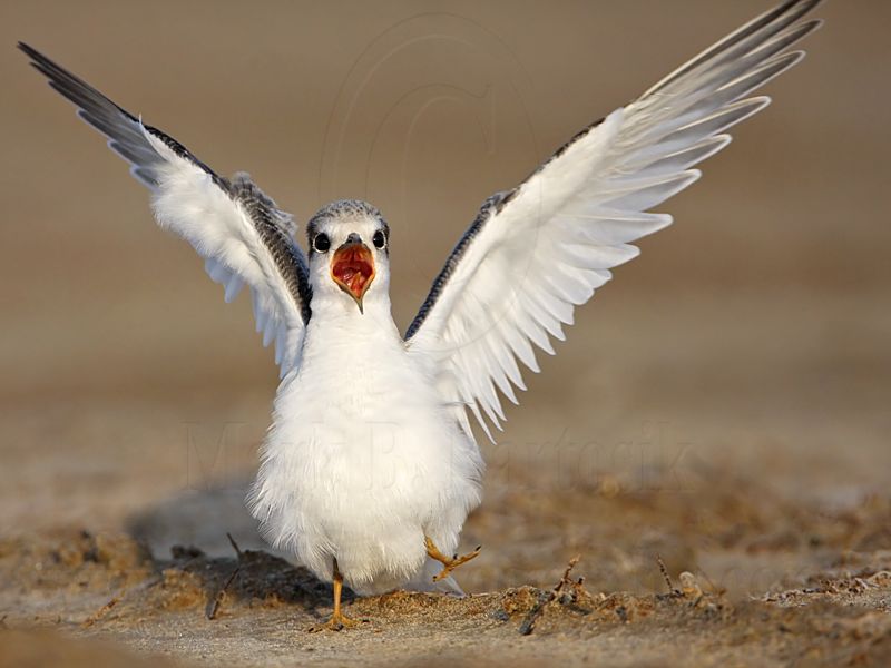 _MG_4782 Least Tern.jpg