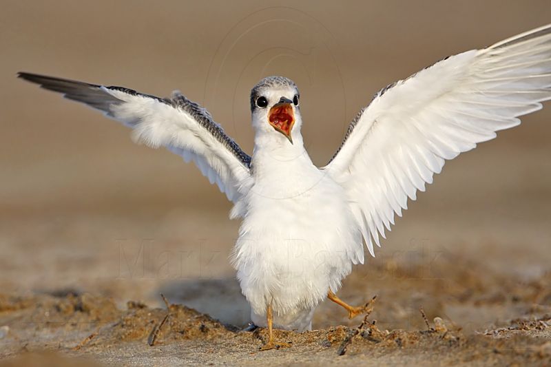 _MG_4783 Least Tern.jpg