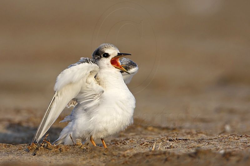 _MG_4787 Least Tern.jpg