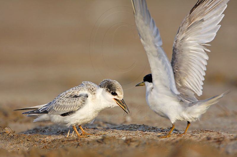 _MG_4793 Least Tern.jpg