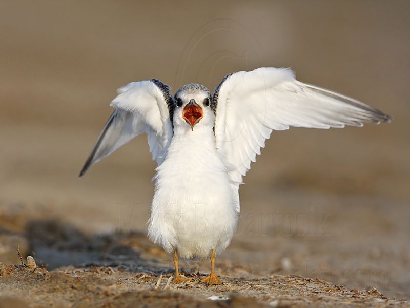 _MG_4936 Least Tern.jpg
