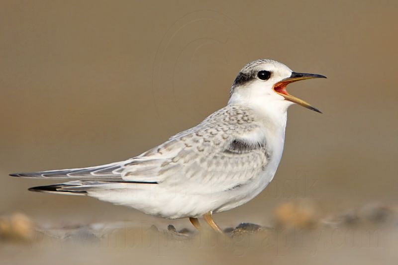 _MG_5209 Least Tern.jpg