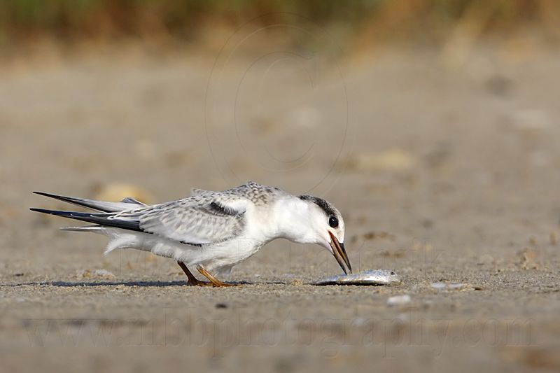 _MG_5863 Least Tern.jpg