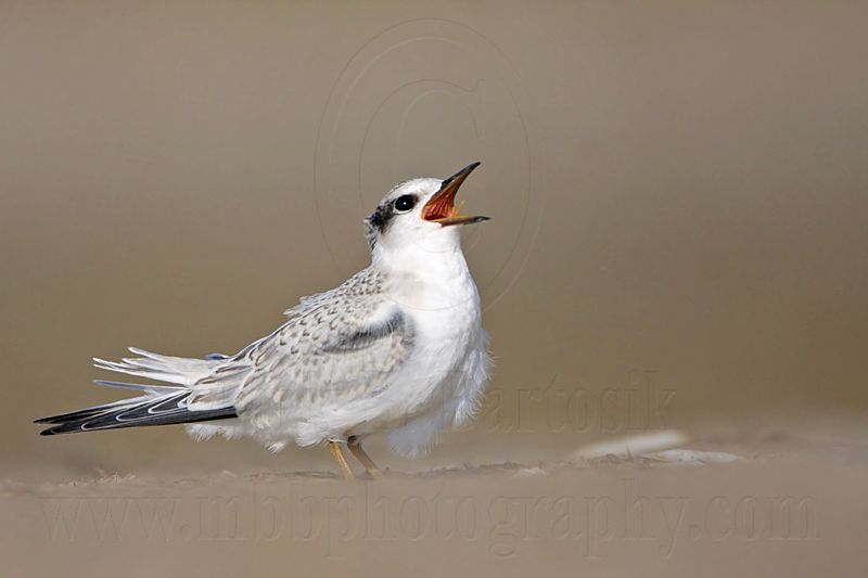 _MG_6663 Least Tern.jpg