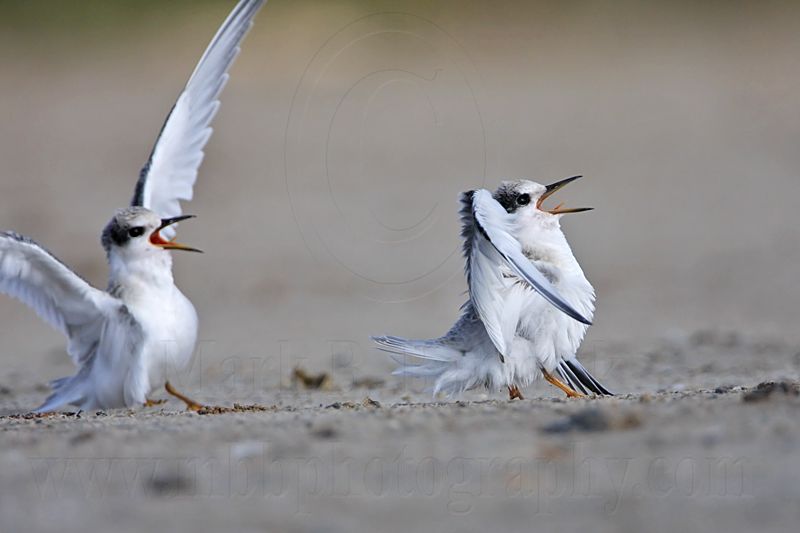 _MG_6952 Least Tern.jpg