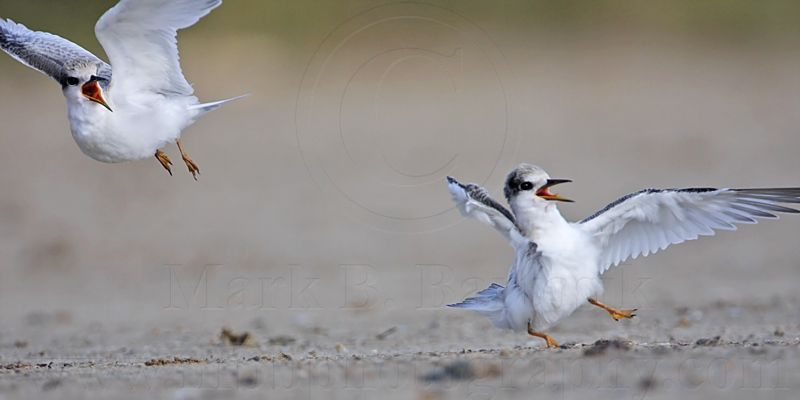 _MG_6955 Least Tern.jpg