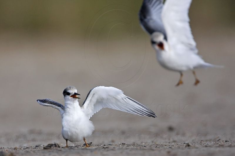 _MG_6959 Least Tern.jpg