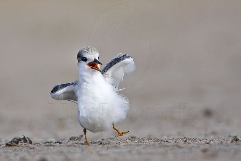 _MG_6961 Least Tern.jpg