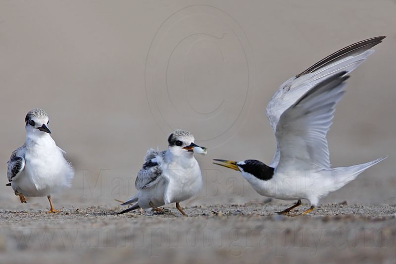 _MG_6968 Least Tern.jpg