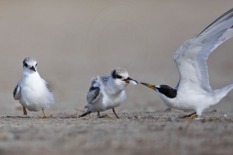 _MG_6969 Least Tern.jpg