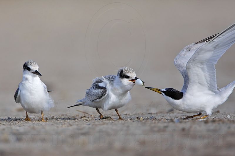 _MG_6970 Least Tern.jpg