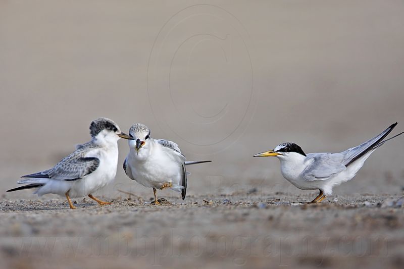 _MG_6973 Least Tern.jpg