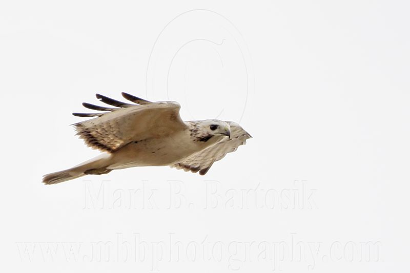 _MG_8661 Red-tailed Hawk.jpg