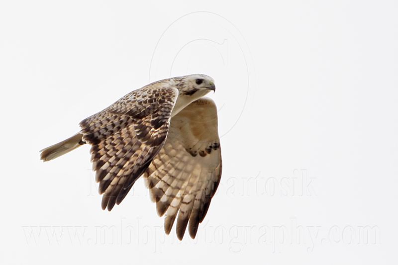 _MG_8662 Red-tailed Hawk.jpg