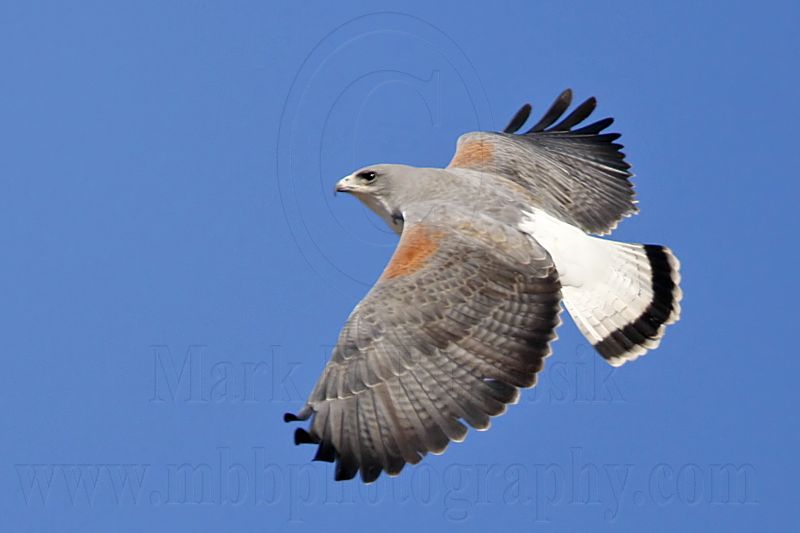 _MG_4357 White-tailed Hawk.jpg