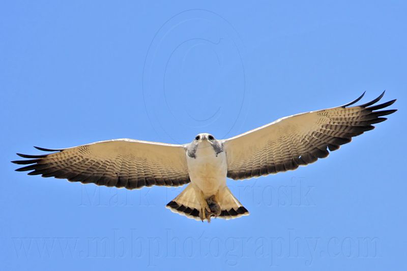 _MG_4373 White-tailed Hawk.jpg