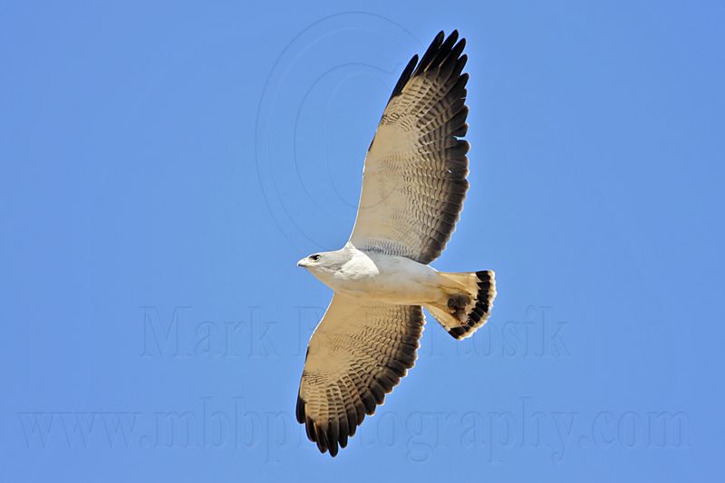 _MG_4394 White-tailed Hawk.jpg