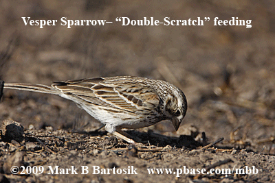 _MG_5149-51-Vesper Sparrow - double scratch.gif