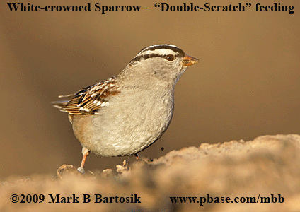 _MG_6308-11-White-crowned Sparrow - double scratch.gif