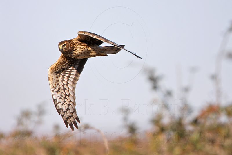 _MG_3252 Northern Harrier.jpg