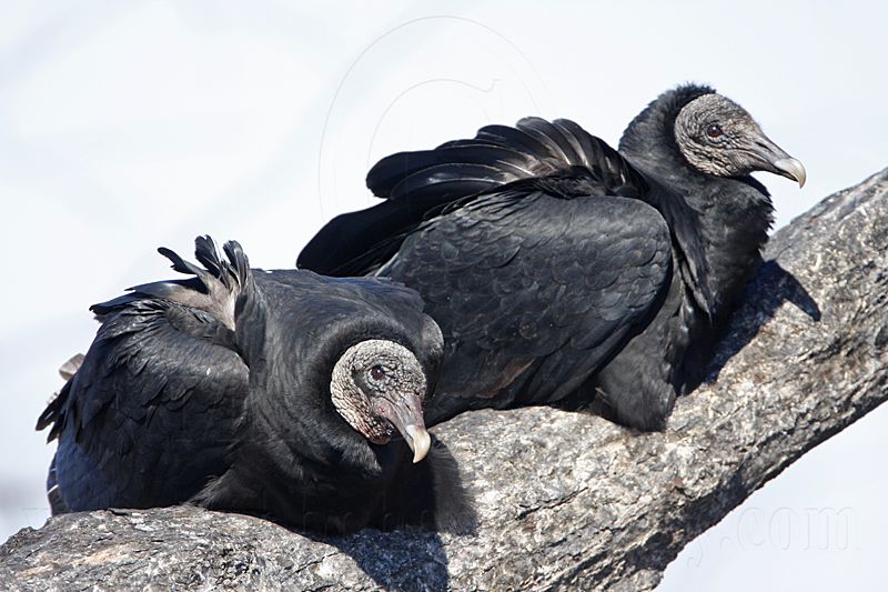 _MG_4178 Black Vulture.jpg